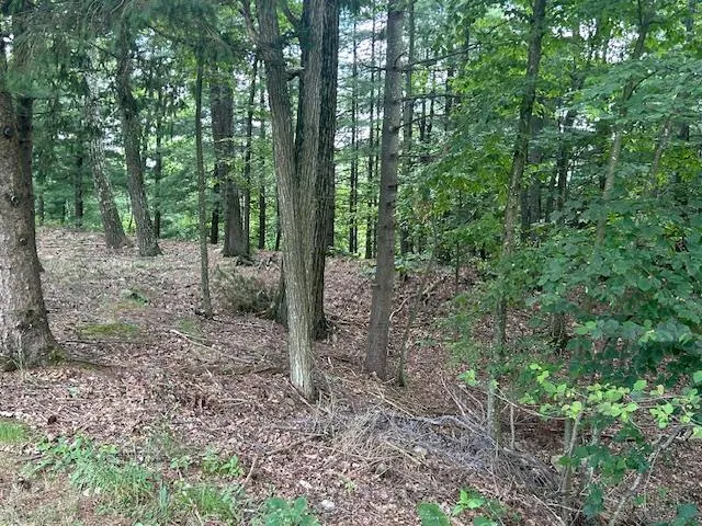 a view of a forest that has large trees