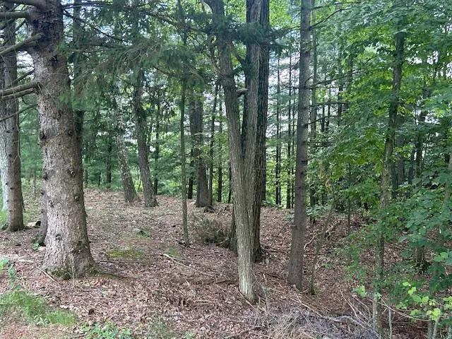 a view of a forest that has large trees