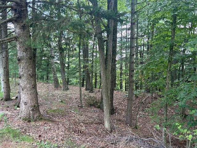 Cragsmoor Road Pine Bush, NY 12566 - Photo 9 of 15 a view of a forest that has large trees