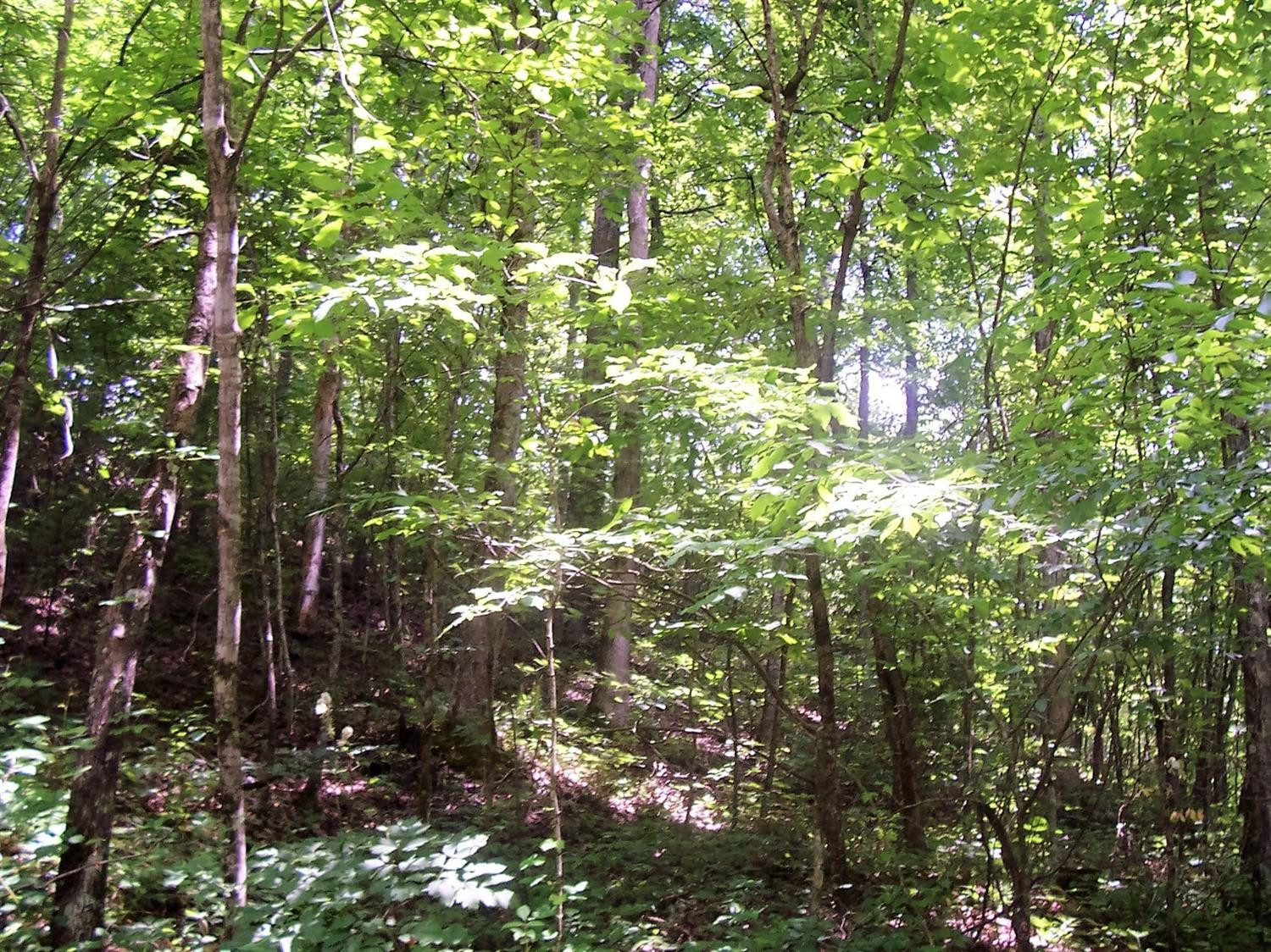 4236 Beech Timber Road Beattyville, KY 41311 - Photo 37 of 76 Photo 37