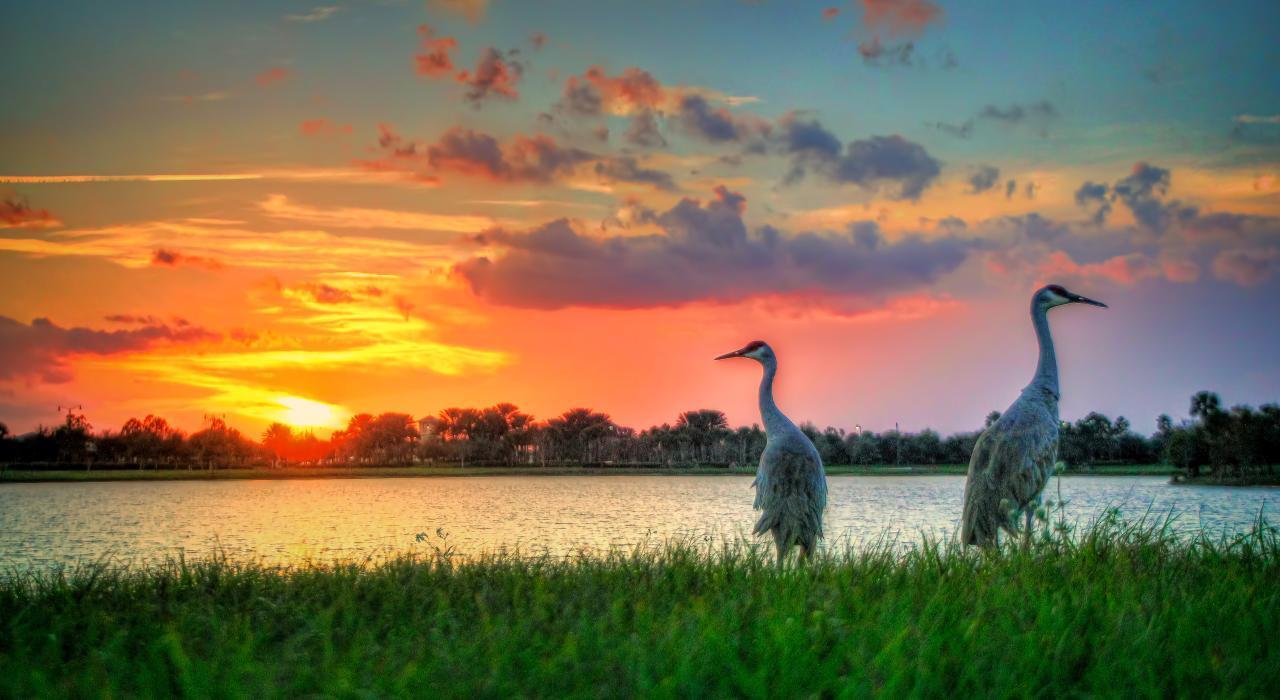 347 Southwest Becker Road Port St. Lucie, FL 34953 - Photo 24 of 25 Sand Hill Cranes