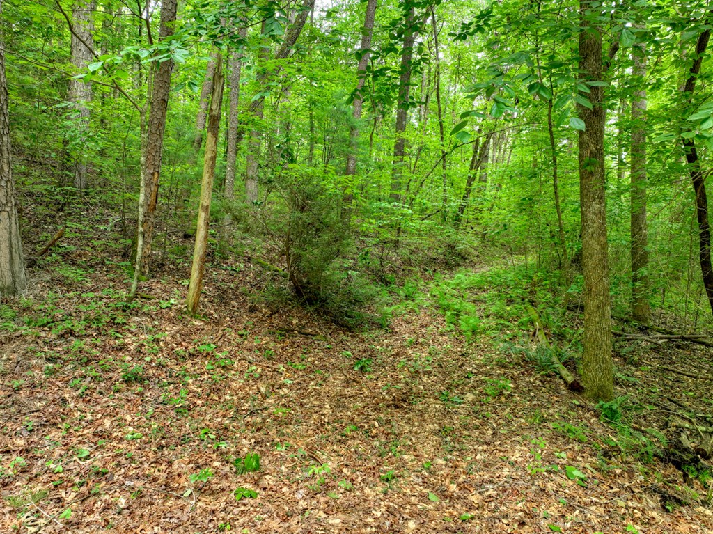 7 Mountain Springs Road Ellijay, GA 30540 - Photo 26 of 52 Gallery Image 26