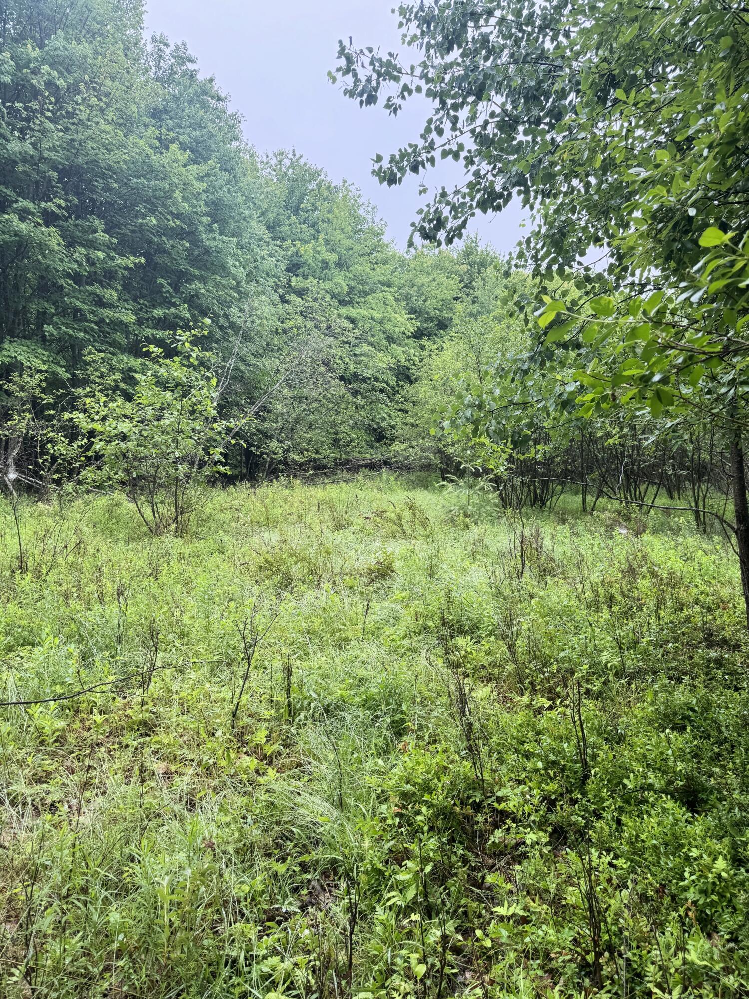 0 Williams Pond Road Bucksport, ME 04416 - Photo 3 of 5 IMG_3940