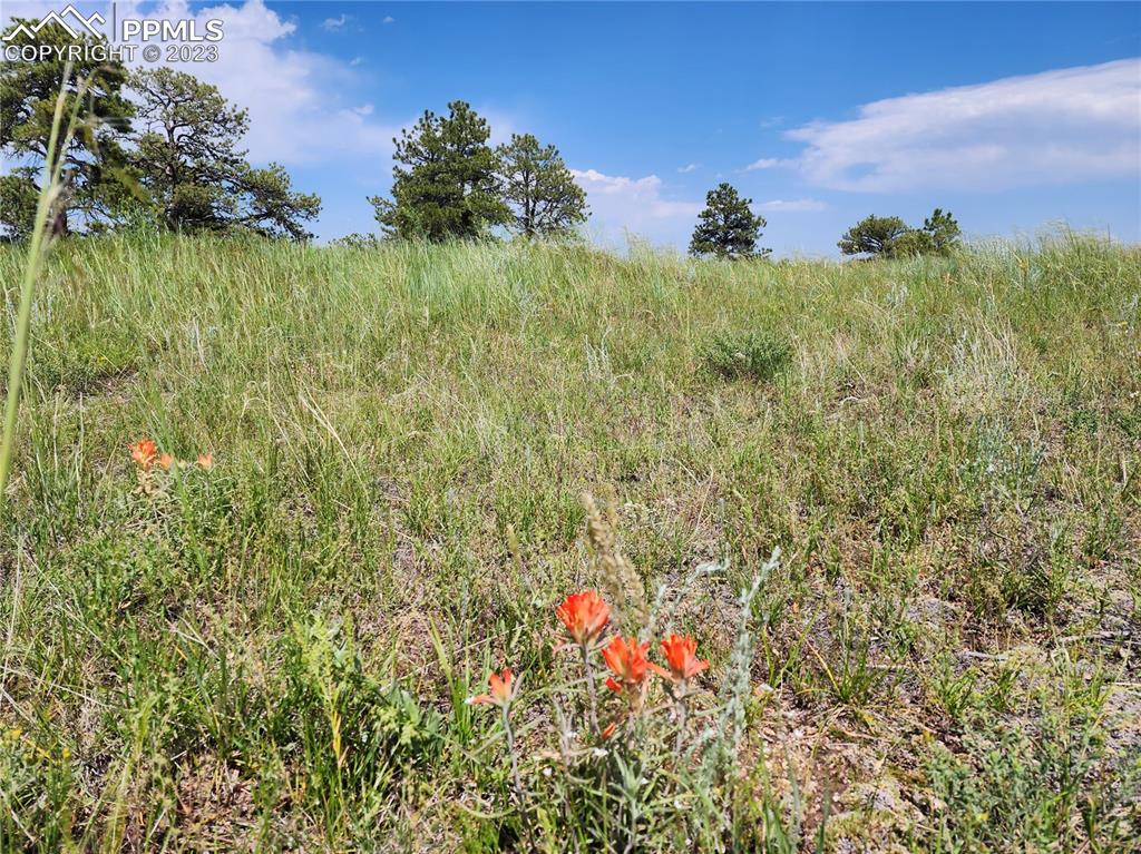 94 County Road Elbert, CO 80106 - Photo 19 of 20 a view of a garden