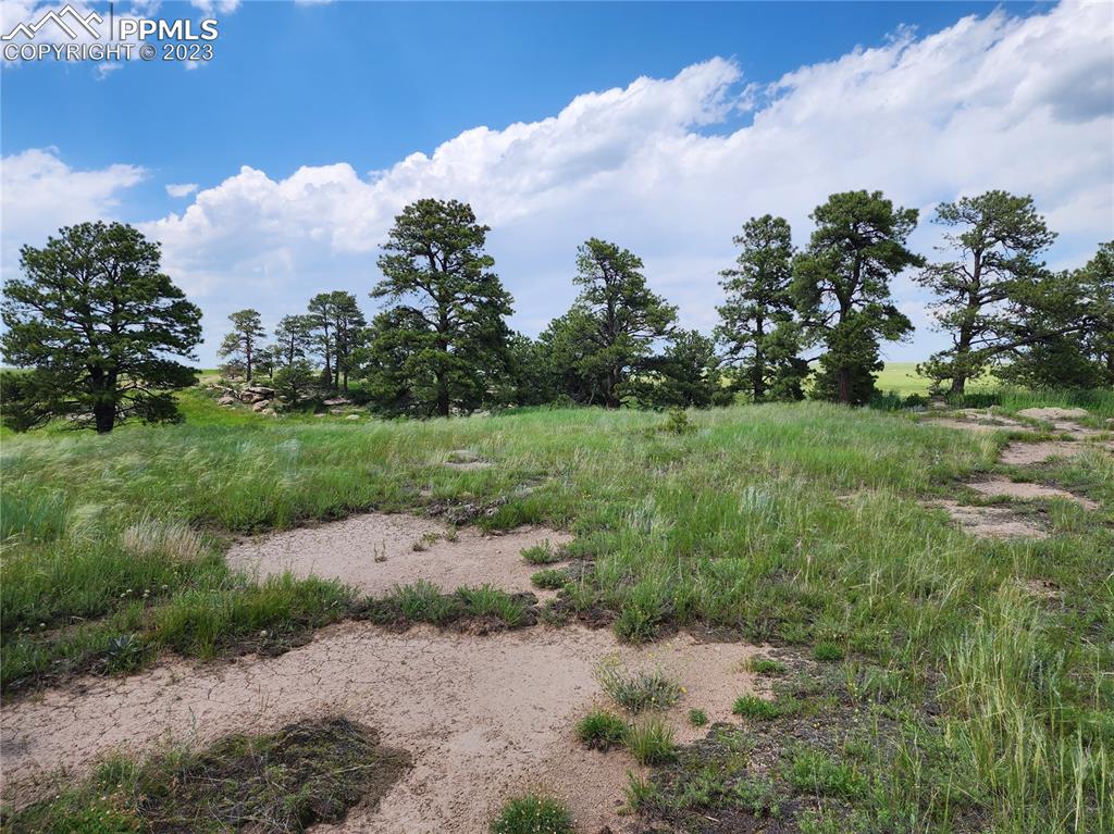 94 County Road Elbert, CO 80106 - Photo 10 of 20 a view of a big yard with lots of green space