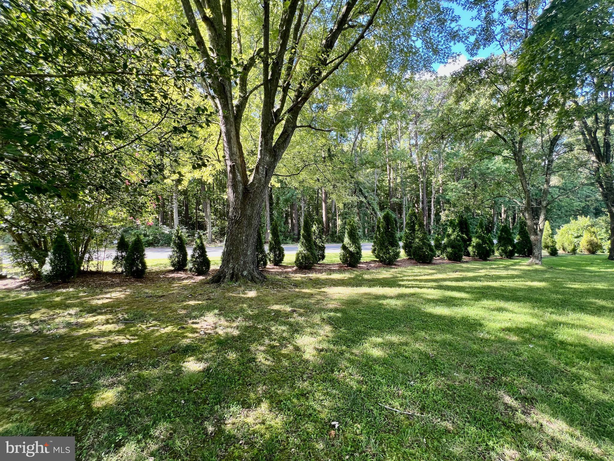 32829 Omar Road Dagsboro, DE 19939 - Photo 31 of 32 Arborvitae tree line along the road