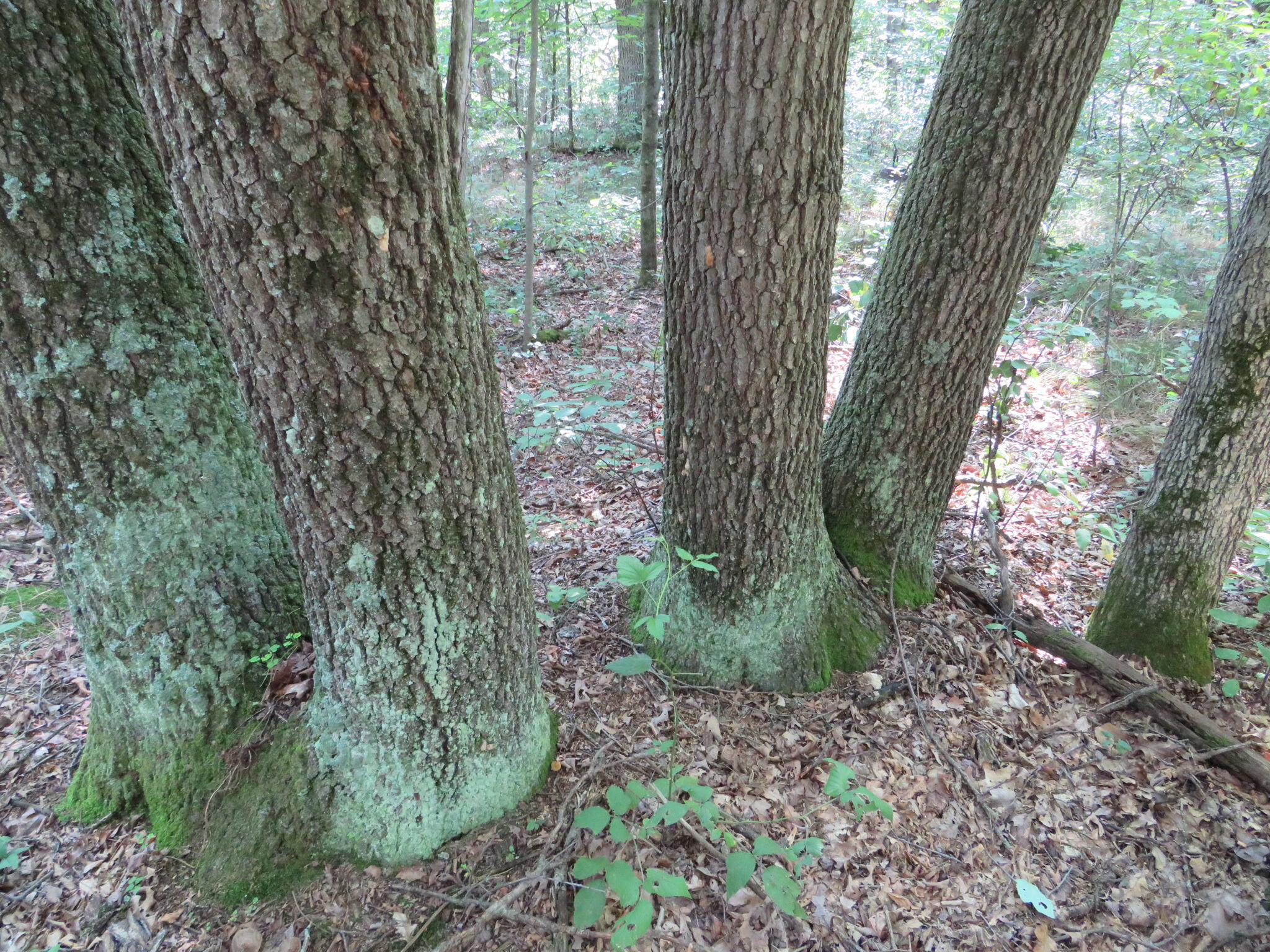 23627 Cutler Road Newaygo, MI 49337 - Photo 16 of 36 IMG_1916