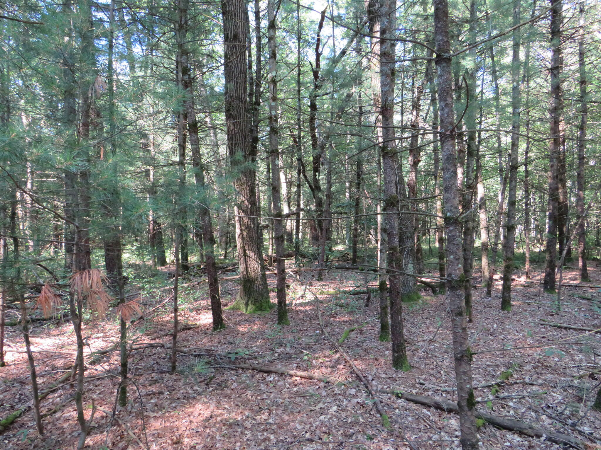 23627 Cutler Road Newaygo, MI 49337 - Photo 18 of 36 IMG_1928