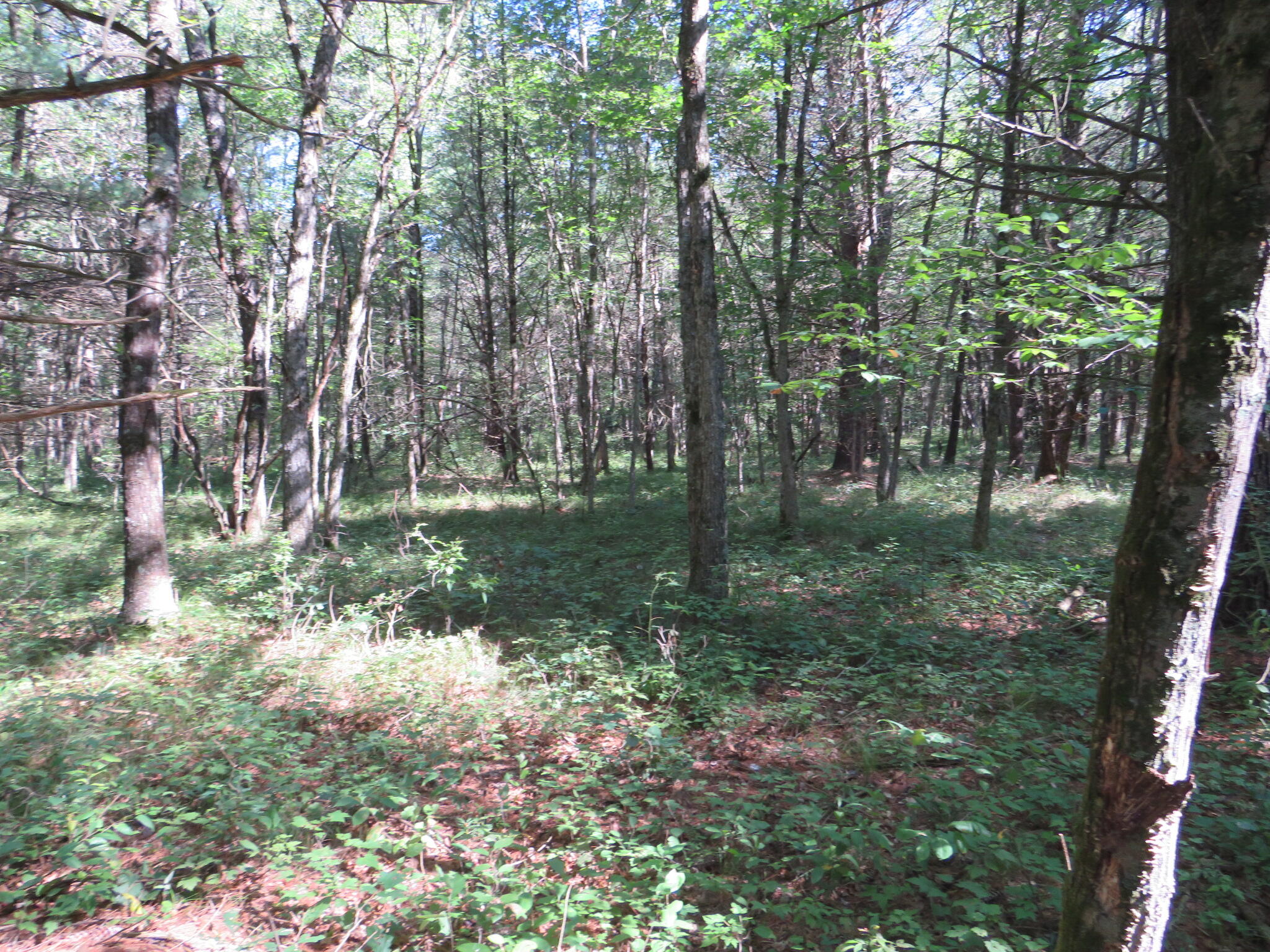 23627 Cutler Road Newaygo, MI 49337 - Photo 26 of 36 IMG_1954