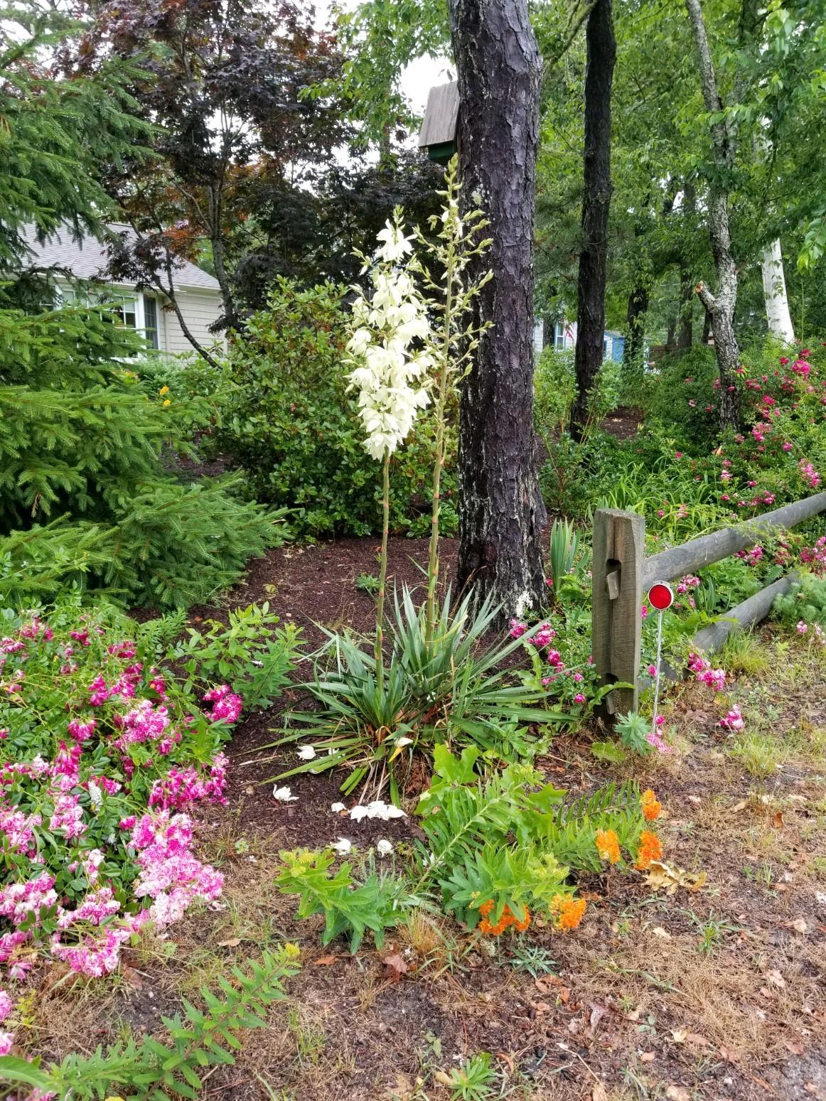 58 Aunt Debbys Road Dennis Port, MA 02639 - Photo 6 of 38 20190712_1014521