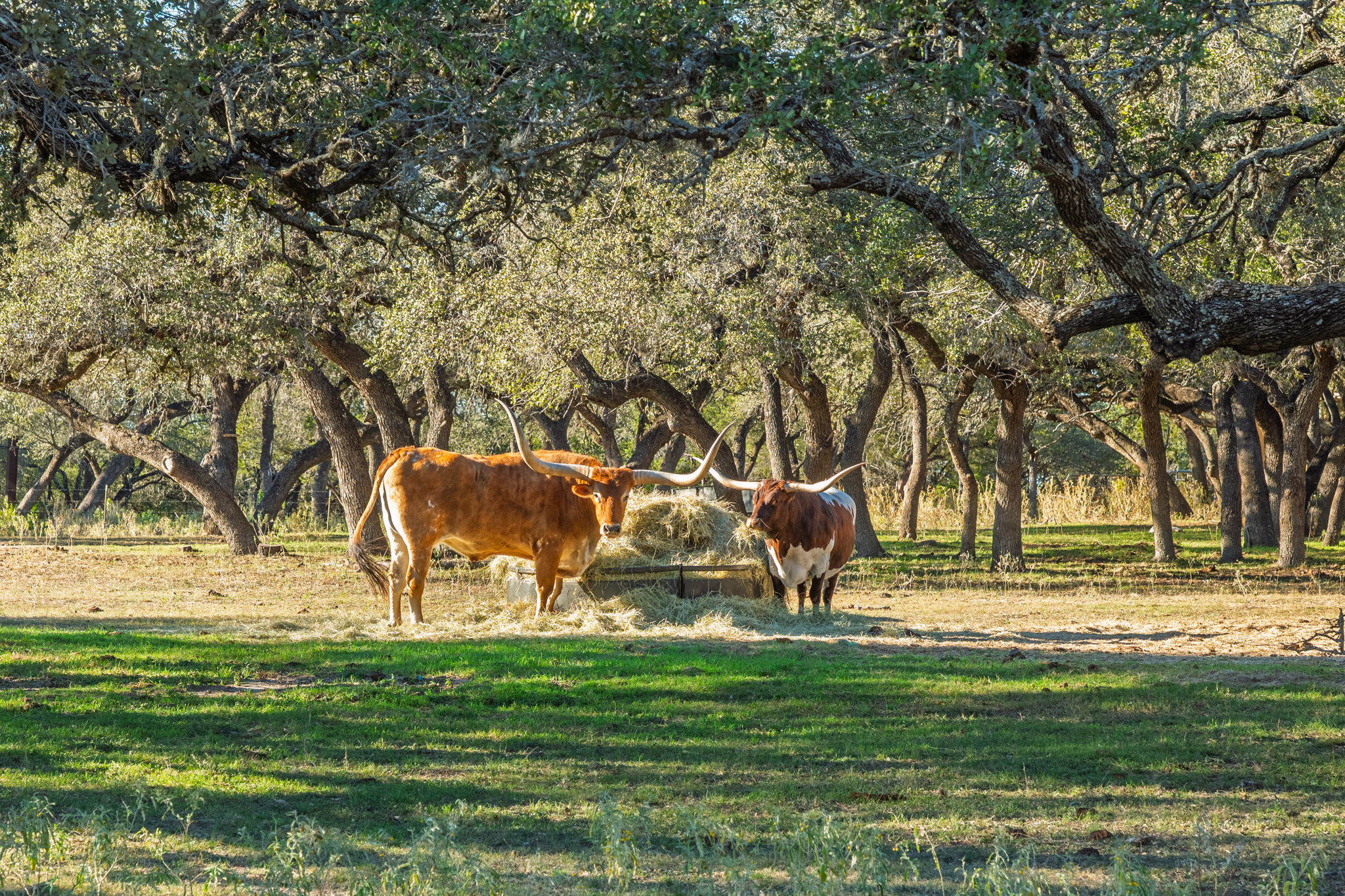 24105 Ranch To Market 1431 Marble Falls, TX 78654 - Photo 3 of 16 a garden view with a sitting space