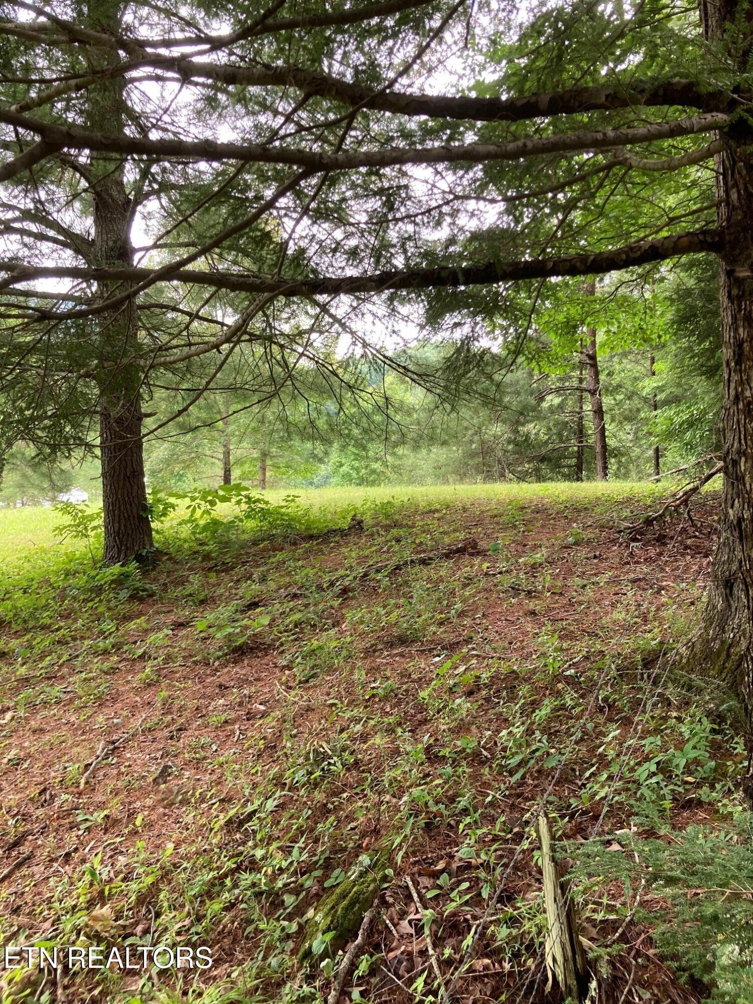 1477 Old Chilhowee Road Seymour, TN 37865 - Photo 19 of 32 Back of Property