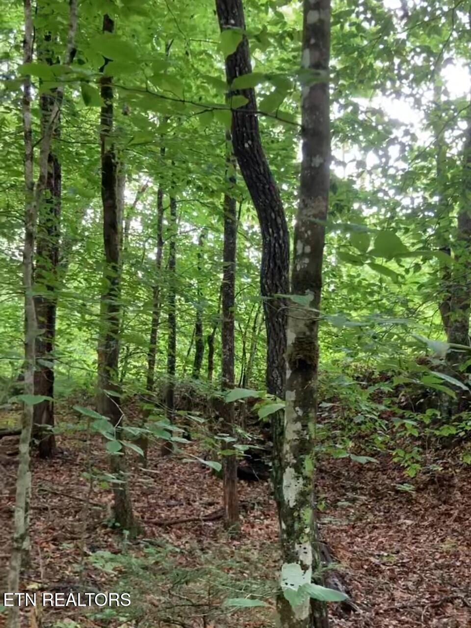 1477 Old Chilhowee Road Seymour, TN 37865 - Photo 22 of 32 Wooded