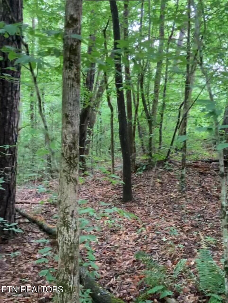 1477 Old Chilhowee Road Seymour, TN 37865 - Photo 23 of 32 Old Chilhowee