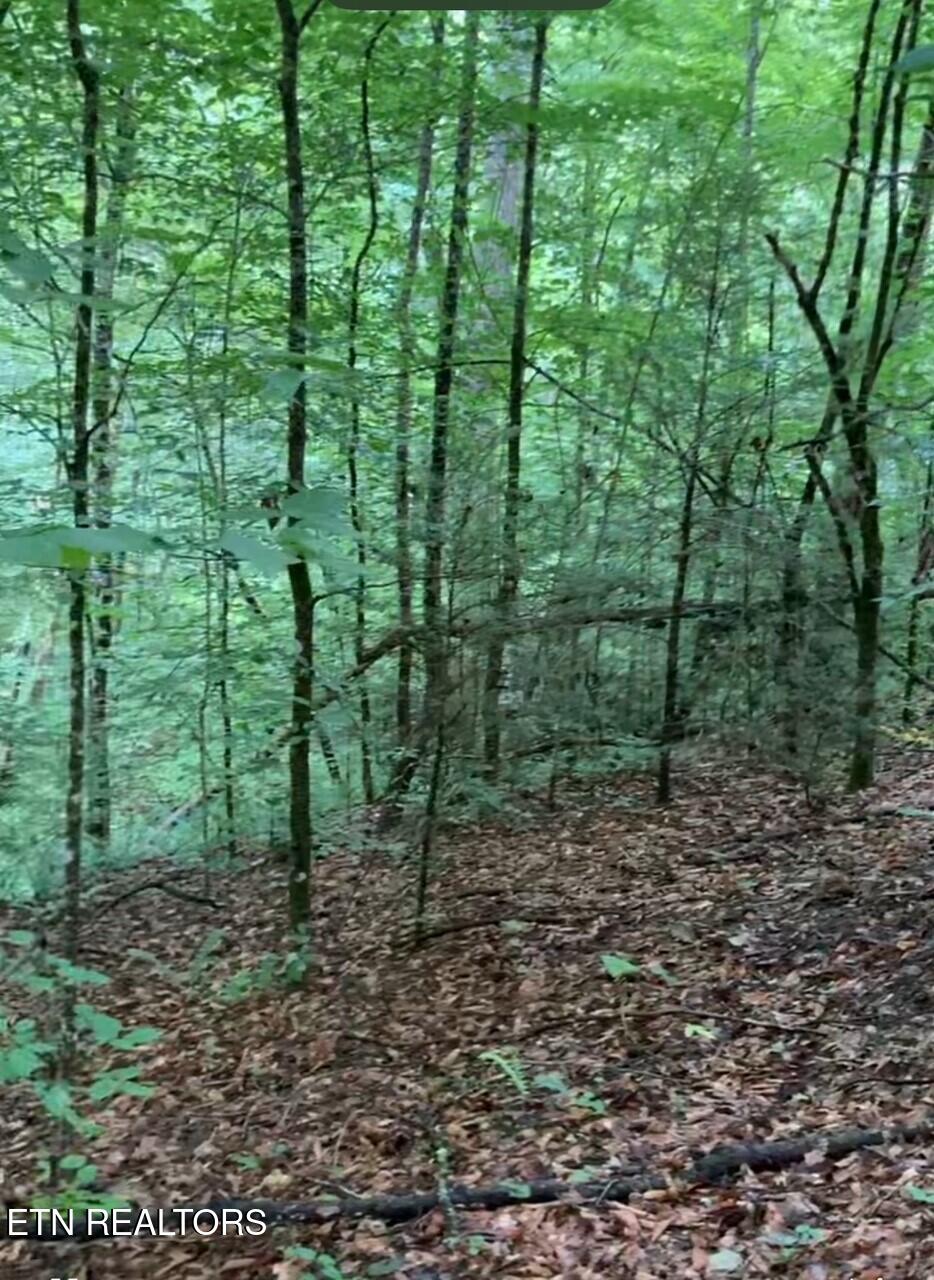 1477 Old Chilhowee Road Seymour, TN 37865 - Photo 24 of 32 Woods