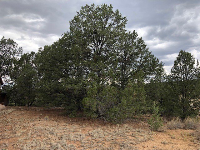 394 Candy Kitchen Road Ramah, NM 87357 - Photo 17 of 29