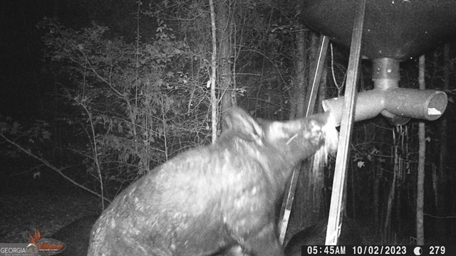 683 Union Church Road Morris, GA 39867 - Photo 23 of 26