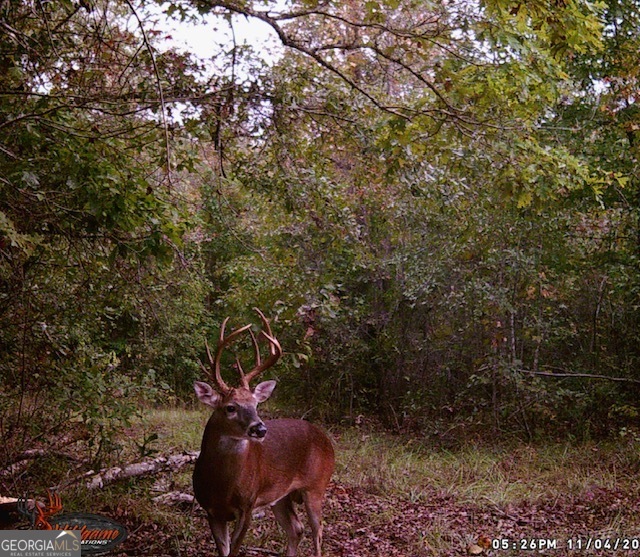 683 Union Church Road Morris, GA 39867 - Photo 5 of 26