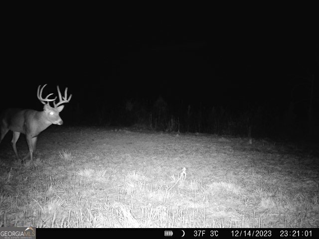 683 Union Church Road Morris, GA 39867 - Photo 6 of 26