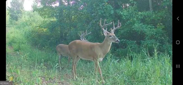 $1,299,999 | 683 Union Church Road, Morris, GA 39867