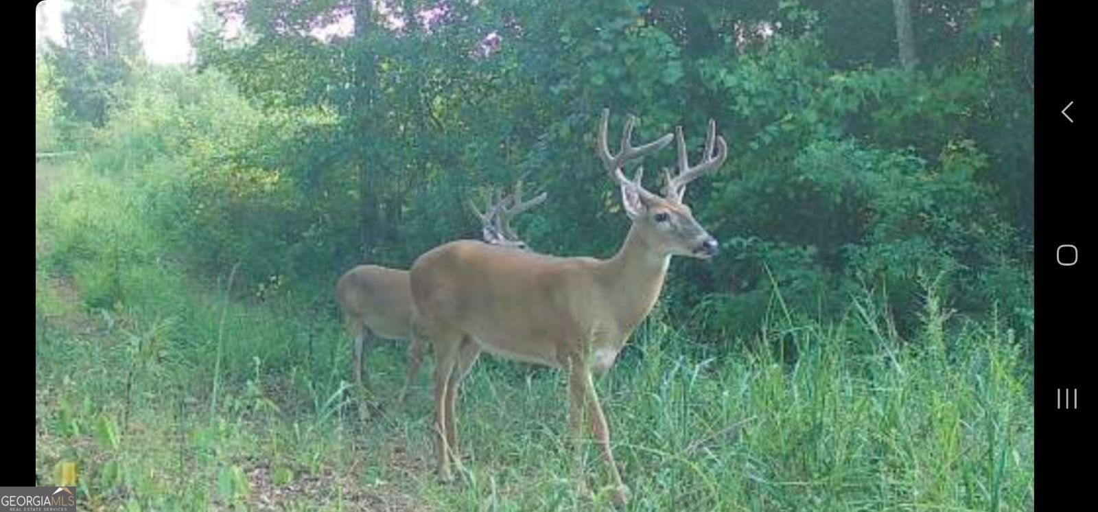 683 Union Church Road Morris, GA 39867 - Photo 8 of 26