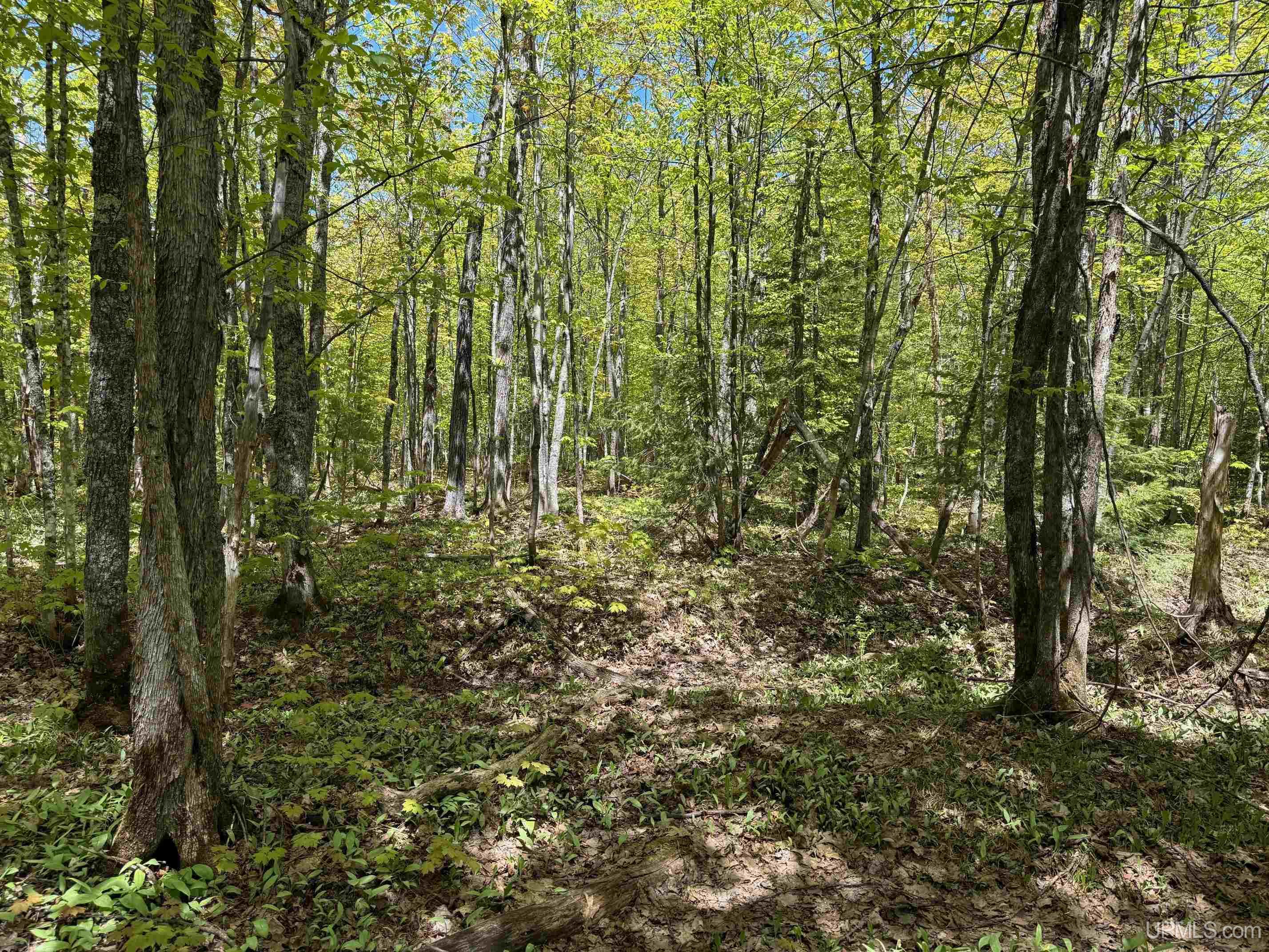 Tbdh Off Winona Road Toivola, MI 49965 - Photo 9 of 14 Gallery Image 9