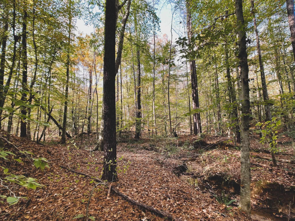 47-acres Mulberry Road Spring Hope, NC 27882 - Photo 11 of 37 a view of a yard with plants and trees