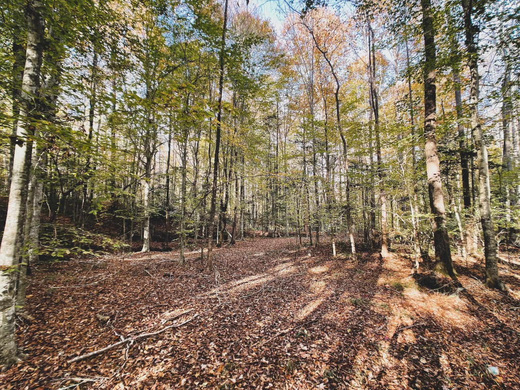 47-acres Mulberry Road Spring Hope, NC 27882 - Photo 12 of 37 a view of outdoor space with trees