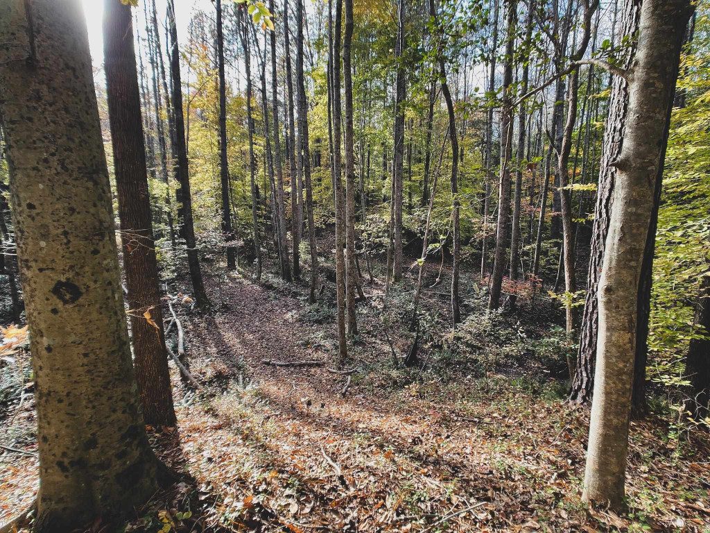 47-acres Mulberry Road Spring Hope, NC 27882 - Photo 5 of 37 a view of outdoor space and garden