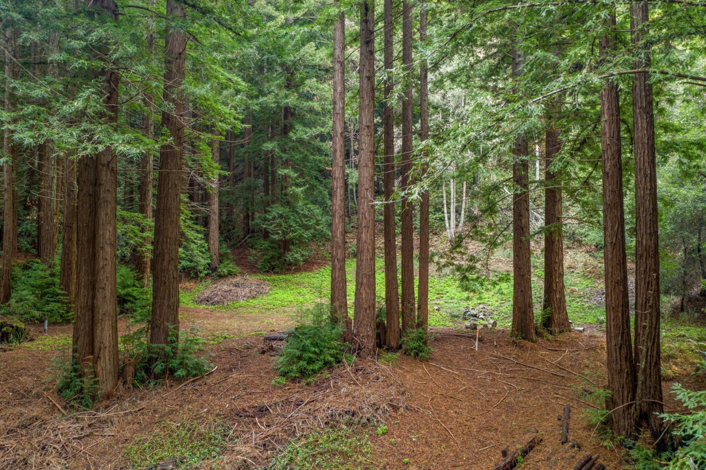 a view of a backyard with large trees and plants