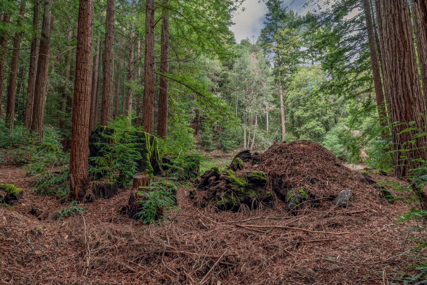 1600 Tucker Road Scotts Valley, CA 95066 - Photo 11 of 37 a view of a garden with large trees