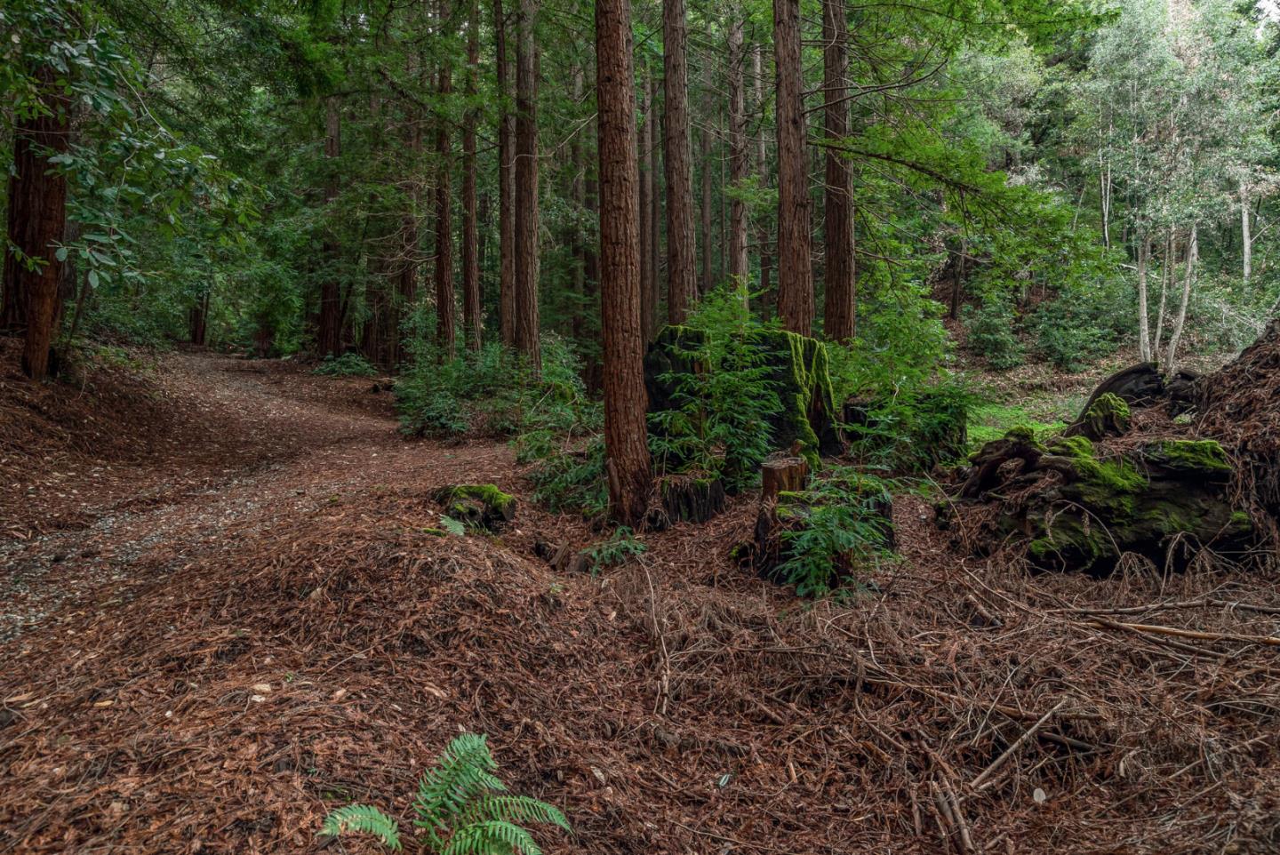 1600 Tucker Road Scotts Valley, CA 95066 - Photo 12 of 37 a view of outdoor space and green space