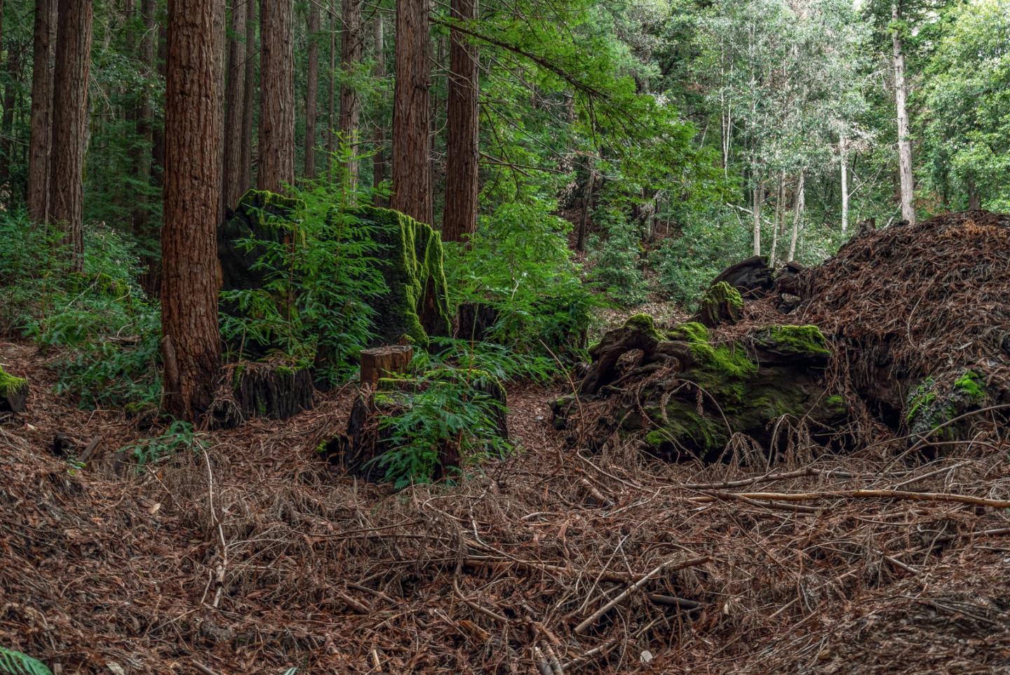 1600 Tucker Road Scotts Valley, CA 95066 - Photo 13 of 37 a view of a garden with plants and large trees