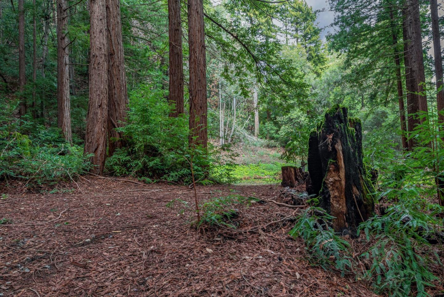 1600 Tucker Road Scotts Valley, CA 95066 - Photo 16 of 37 a view of outdoor space and garden