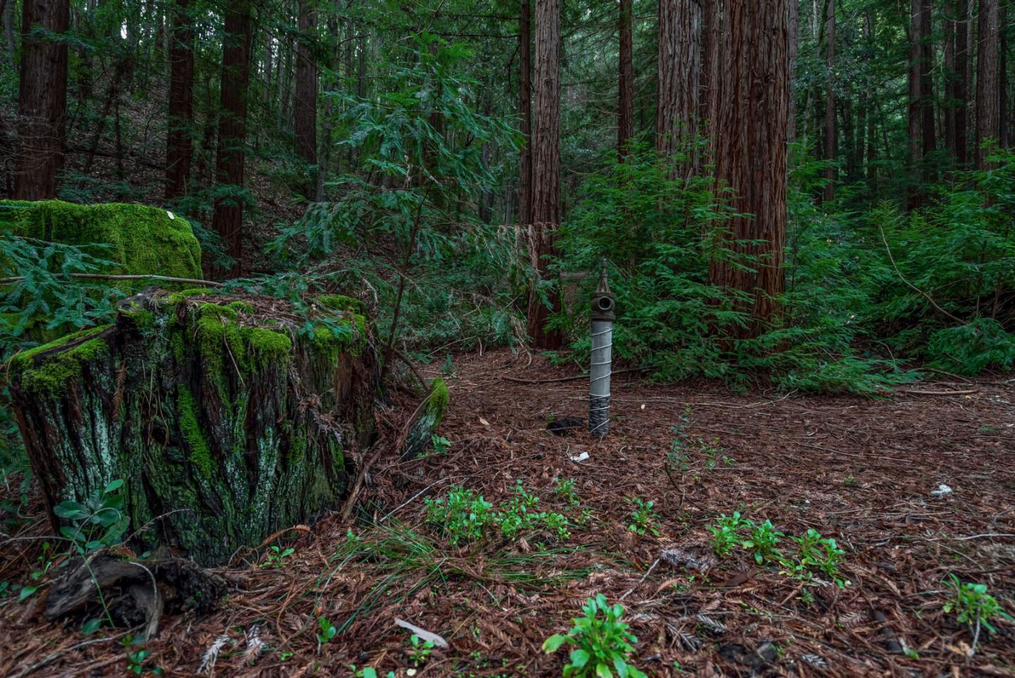 1600 Tucker Road Scotts Valley, CA 95066 - Photo 19 of 37 a view of a yard with lots of trees