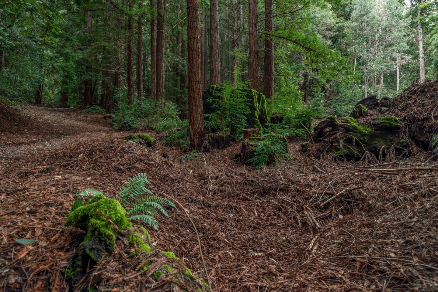1600 Tucker Road Scotts Valley, CA 95066 - Photo 24 of 37 a view of a garden with trees