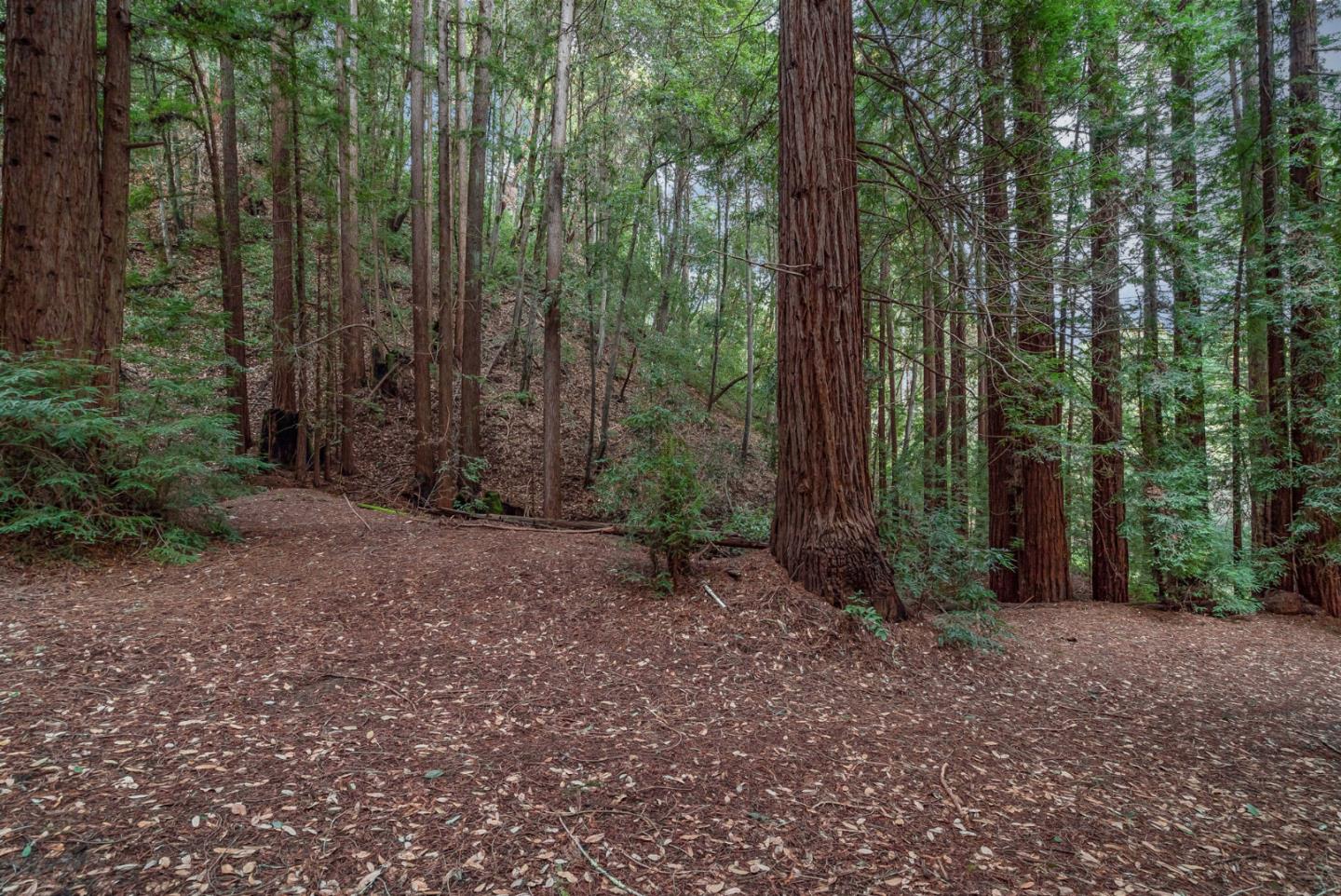 1600 Tucker Road Scotts Valley, CA 95066 - Photo 27 of 37 a view of a forest with lots of trees