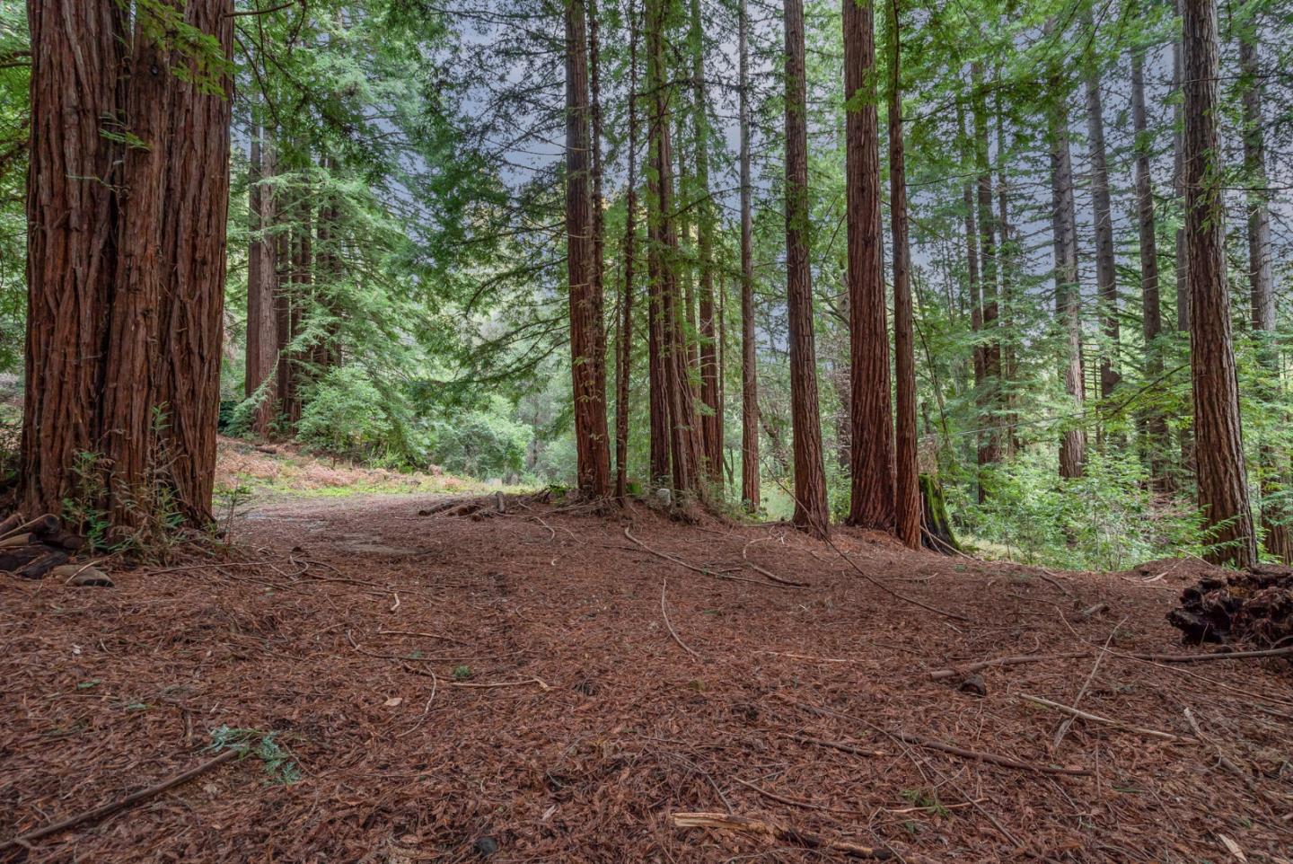 1600 Tucker Road Scotts Valley, CA 95066 - Photo 28 of 37 a view of a yard with large trees