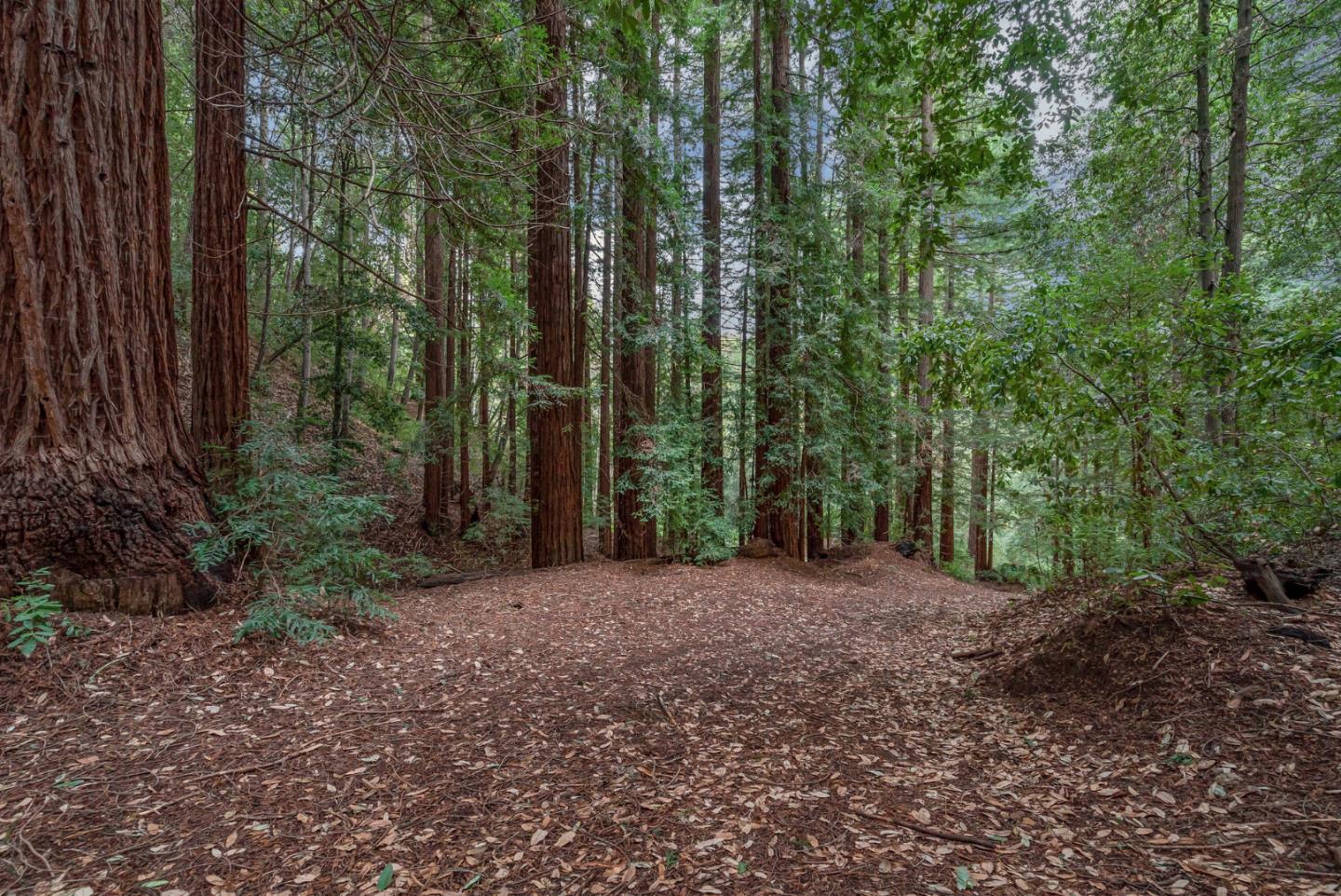 1600 Tucker Road Scotts Valley, CA 95066 - Photo 29 of 37 a view of a forest with trees in the background