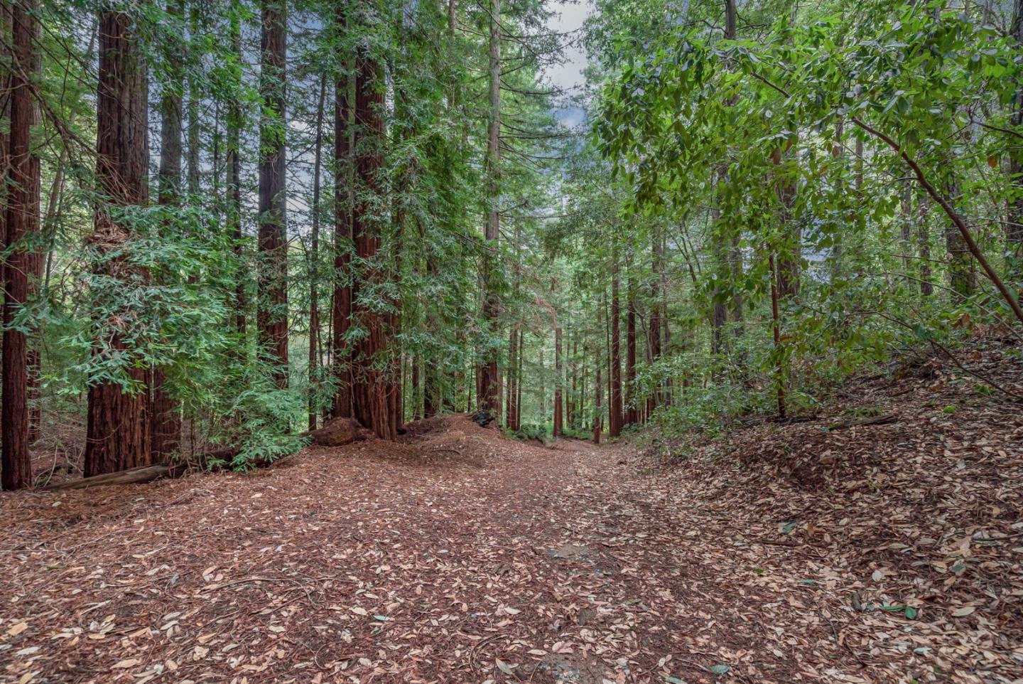 1600 Tucker Road Scotts Valley, CA 95066 - Photo 30 of 37 a view of a forest with trees in the background