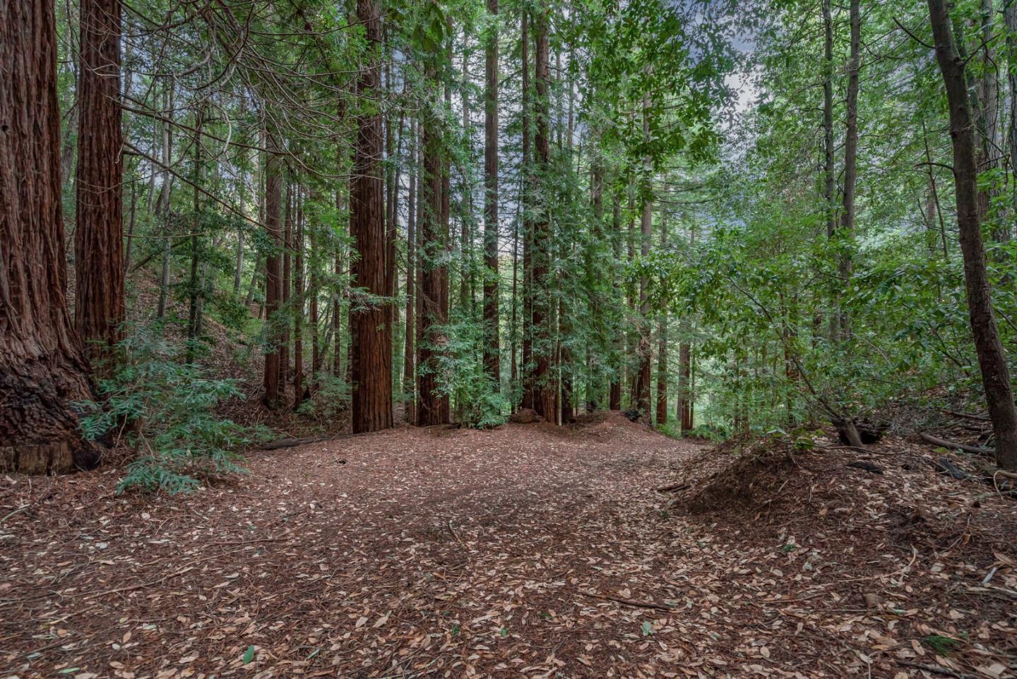 1600 Tucker Road Scotts Valley, CA 95066 - Photo 31 of 37 a view of a forest with trees in the background