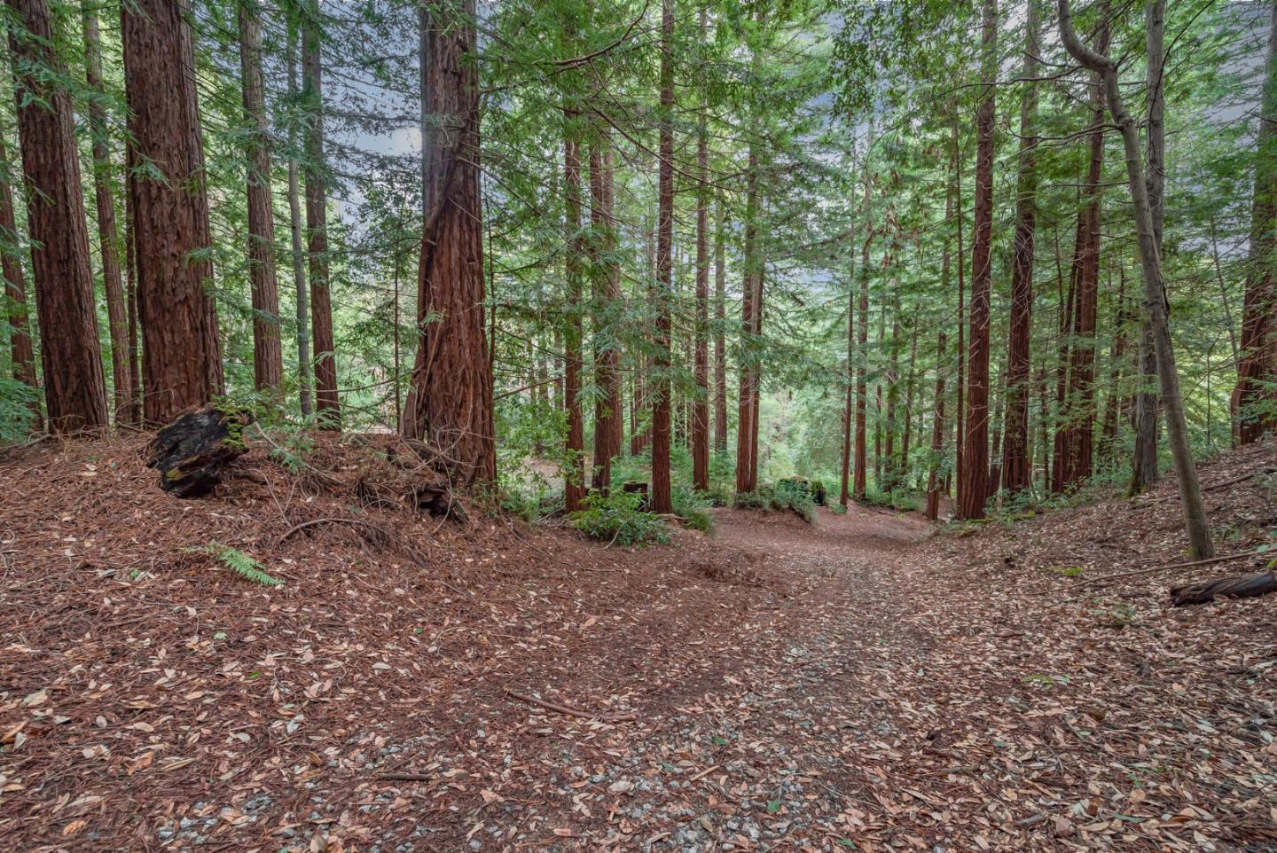 1600 Tucker Road Scotts Valley, CA 95066 - Photo 32 of 37 a view of a forest with trees in the background