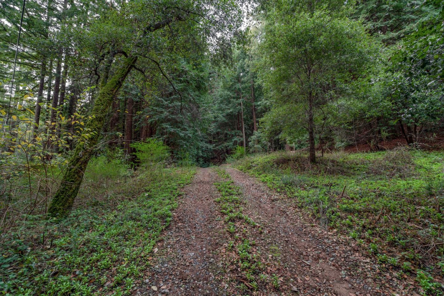 1600 Tucker Road Scotts Valley, CA 95066 - Photo 34 of 37 a big yard with lots of green space and deers
