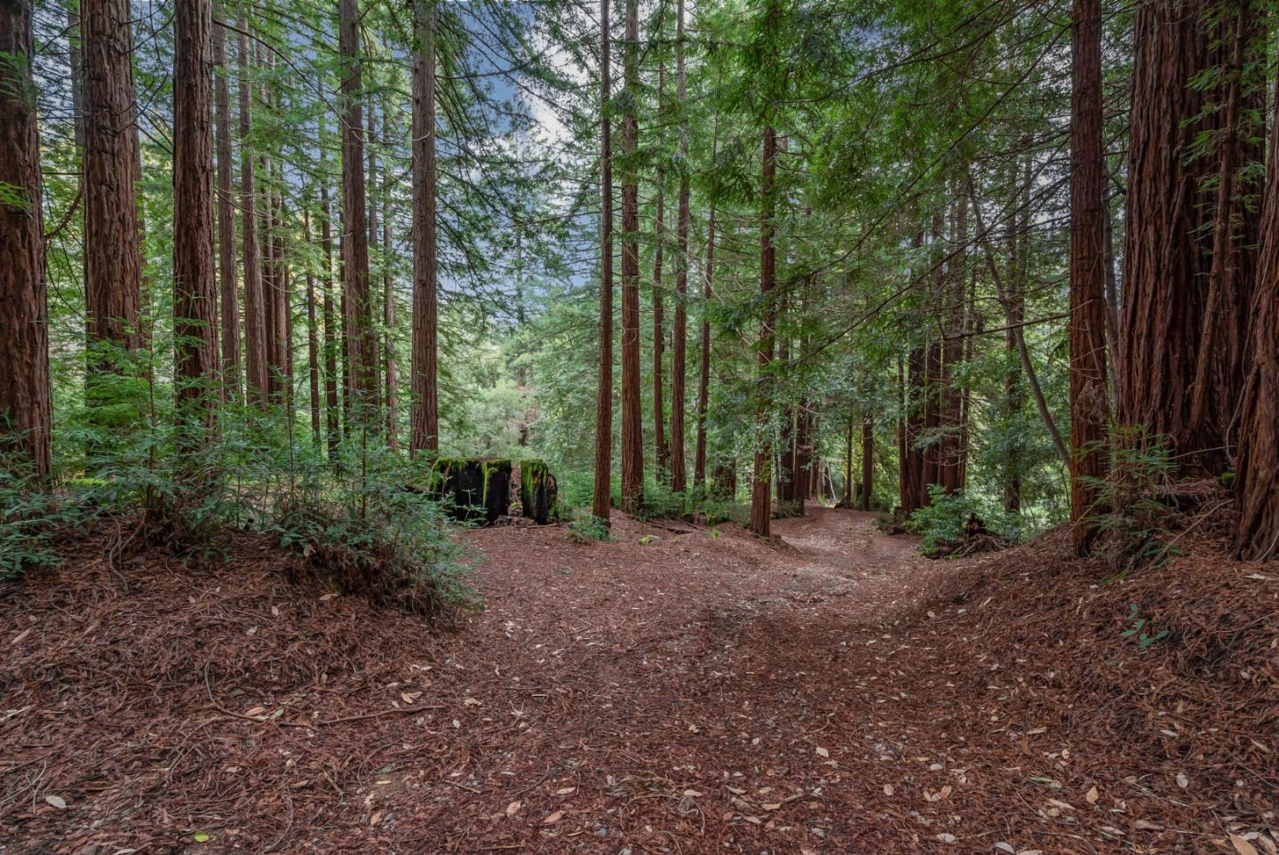 1600 Tucker Road Scotts Valley, CA 95066 - Photo 35 of 37 a view of a forest with trees in the background