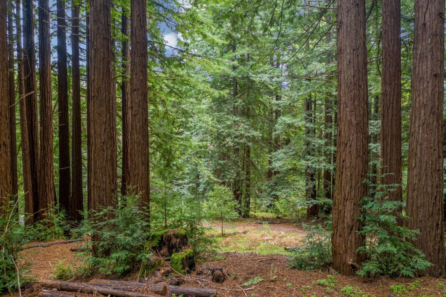 1600 Tucker Road Scotts Valley, CA 95066 - Photo 8 of 37 a view of a yard with potted plants
