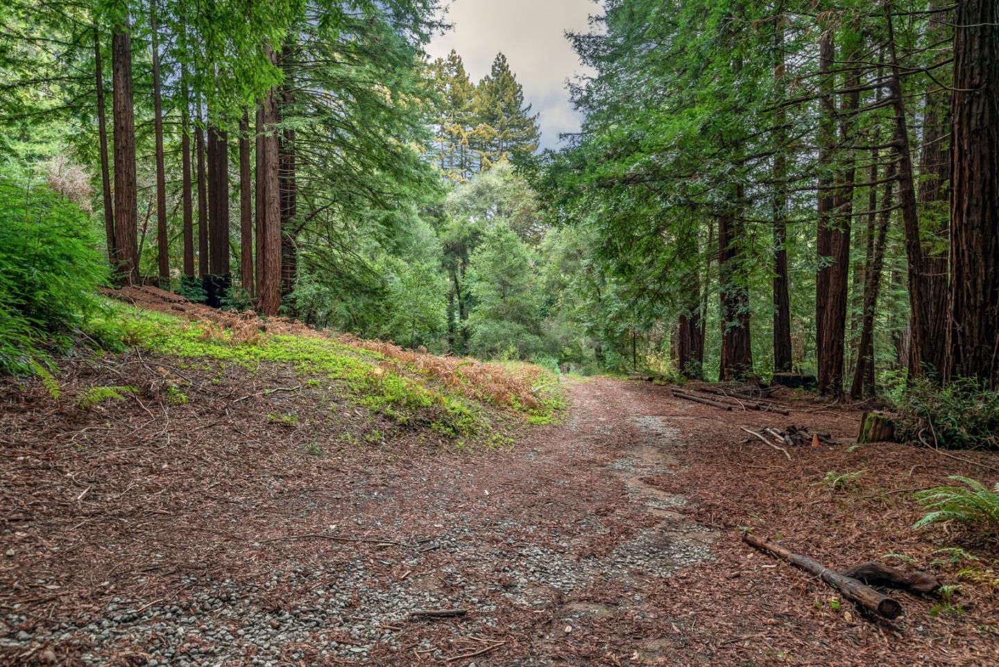 1600 Tucker Road Scotts Valley, CA 95066 - Photo 9 of 37 a view of a yard with plants and large trees