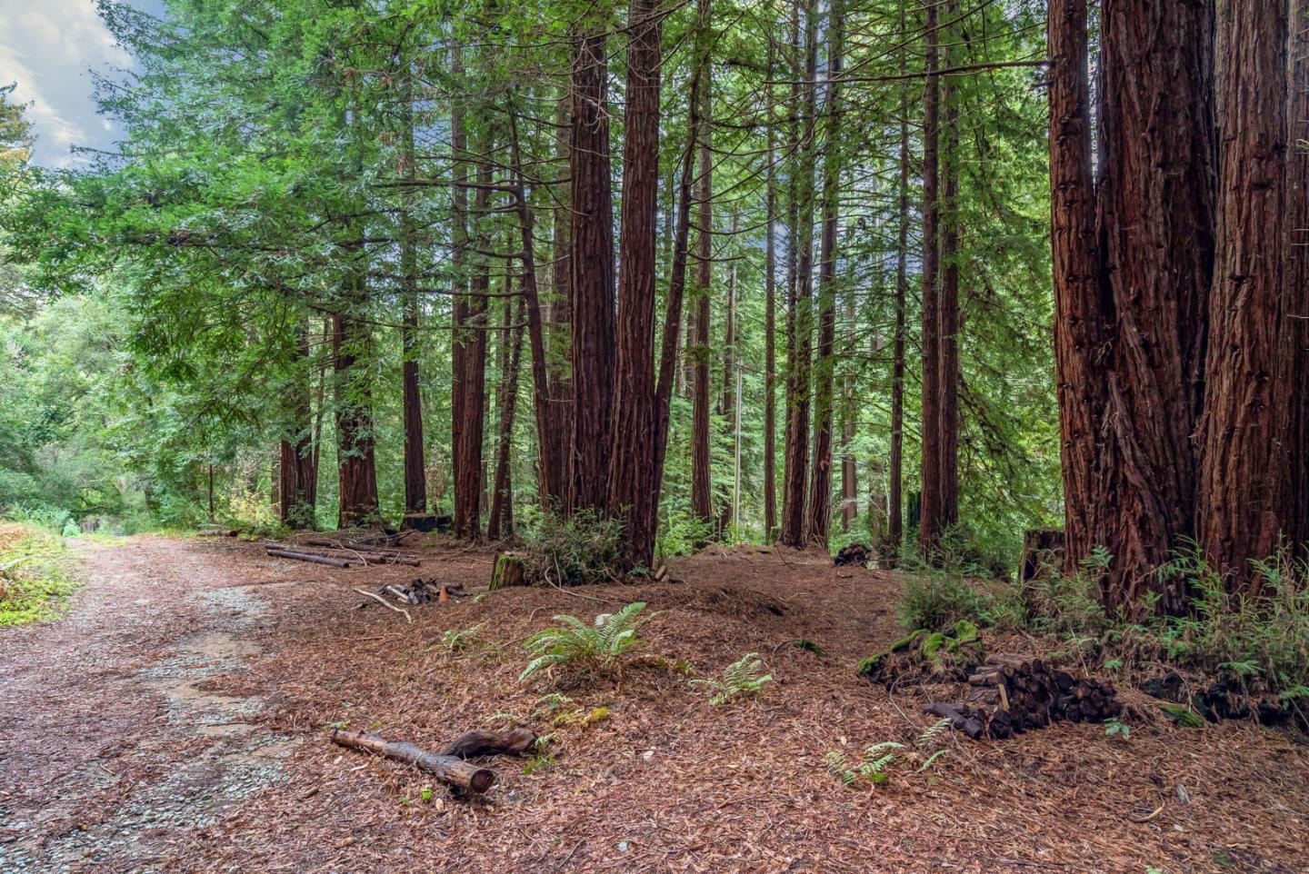 1600 Tucker Road Scotts Valley, CA 95066 - Photo 10 of 37 a view of a backyard with plants and large trees
