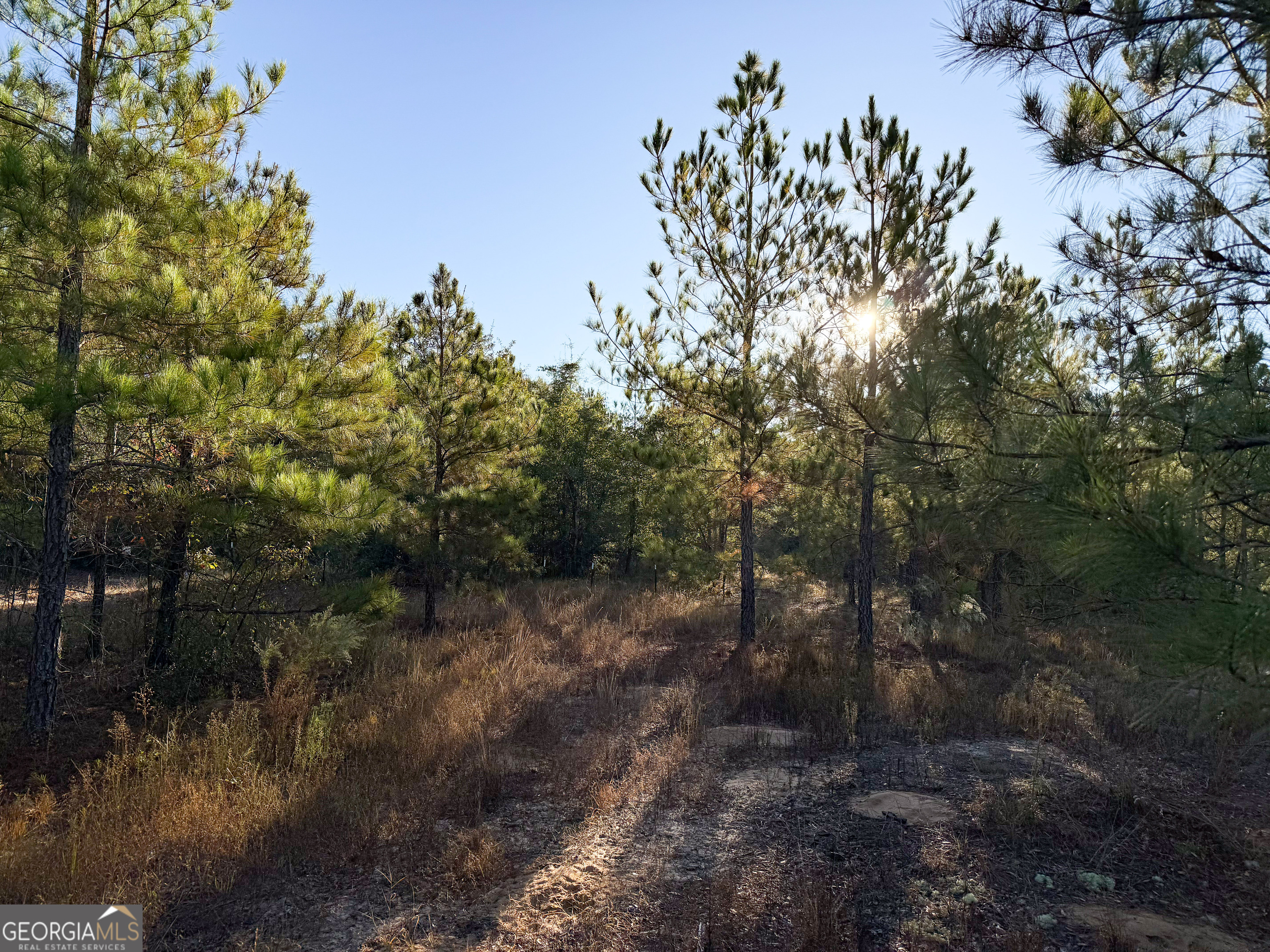 0 Buckeye Road East Dublin, GA 31027 - Photo 12 of 14 a view of a forest with lots of trees