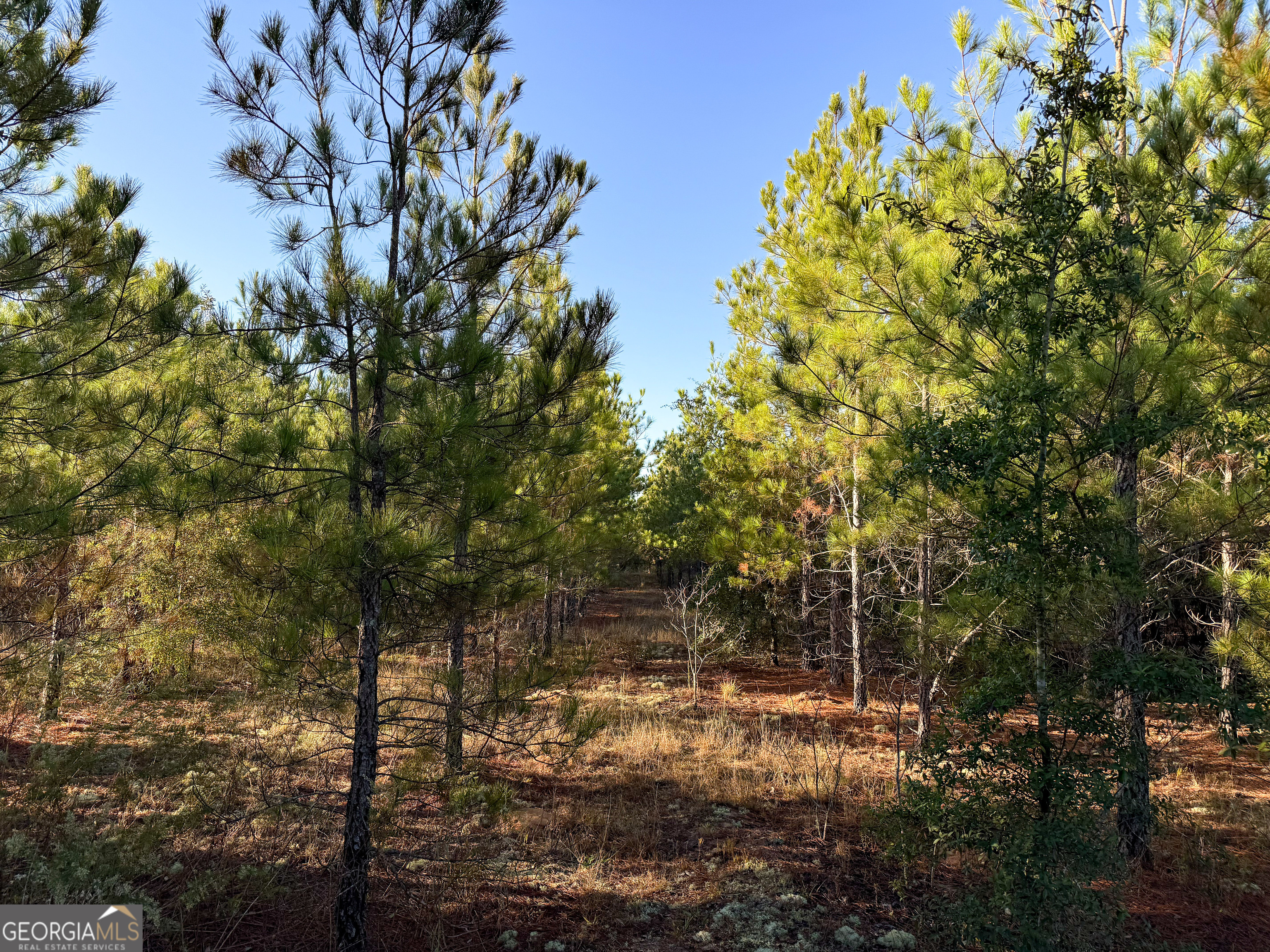 0 Buckeye Road East Dublin, GA 31027 - Photo 13 of 14 a backyard of a house with lots of green space