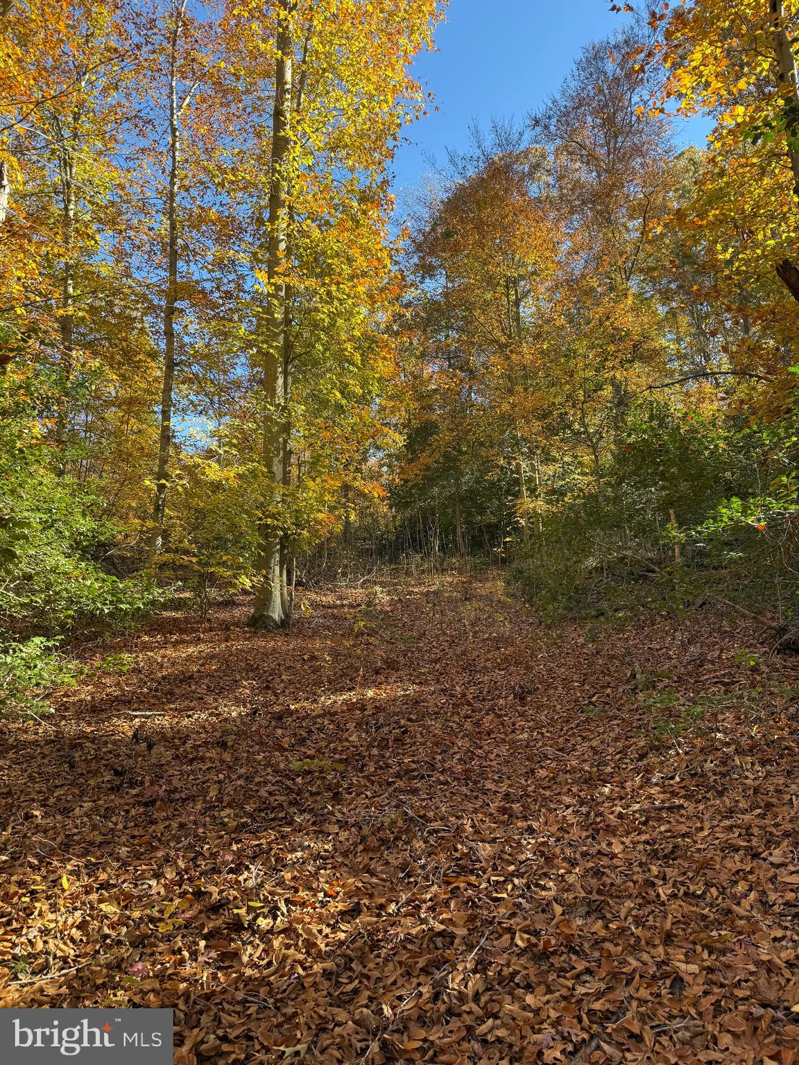 0 Old Sycamore Road Charlotte Hall, MD 20622 - Photo 3 of 6 a view of a yard with plants and large trees